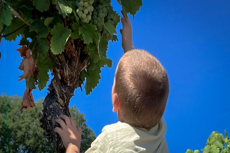 crianças irão adorar comer uva do pé no Schengen dream loop